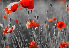 Fototapeta184 x 128  red poppies on field, 184 x 128 cm