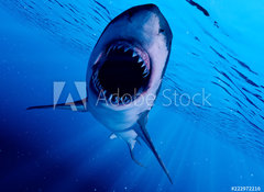 Samolepka flie 100 x 73, 222972216 - 3d rendered illustration of a great white shark - 3D taven ilustrace velkho blho raloka