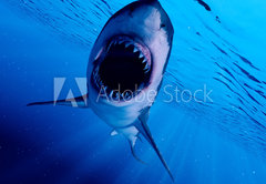 Samolepka flie 145 x 100, 222972216 - 3d rendered illustration of a great white shark