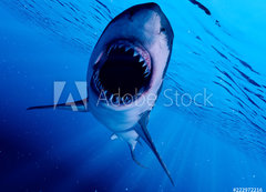 Samolepka flie 200 x 144  3d rendered illustration of a great white shark, 200 x 144 cm