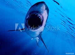 Samolepka flie 270 x 200  3d rendered illustration of a great white shark, 270 x 200 cm