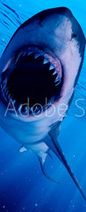 Samolepka na dvee flie 90 x 220, 222972216 - 3d rendered illustration of a great white shark