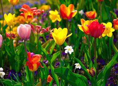 Fototapeta pltno 160 x 116, 22368524 - Sea of flowers
