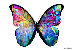 Fototapeta pltno 174 x 120, 223701379 - multicolored butterfly isolated on white background - vcebarevn motl izolovanch na blm pozad