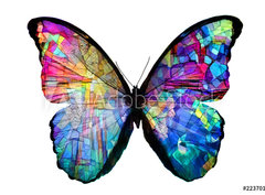 Fototapeta pltno 330 x 244, 223701379 - multicolored butterfly isolated on white background - vcebarevn motl izolovanch na blm pozad