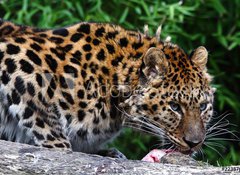 Fototapeta100 x 73  Amur Leopard eating meat, 100 x 73 cm