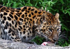 Fototapeta174 x 120  Amur Leopard eating meat, 174 x 120 cm