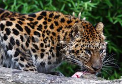 Fototapeta184 x 128  Amur Leopard eating meat, 184 x 128 cm