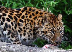 Fototapeta200 x 144  Amur Leopard eating meat, 200 x 144 cm