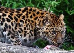 Fototapeta254 x 184  Amur Leopard eating meat, 254 x 184 cm