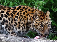 Fototapeta vliesov 270 x 200, 22387623 - Amur Leopard eating meat