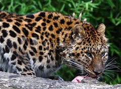 Fototapeta330 x 244  Amur Leopard eating meat, 330 x 244 cm