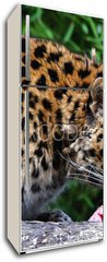 Samolepka na lednici flie 80 x 200, 22387623 - Amur Leopard eating meat