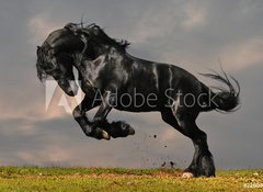 Samolepka flie 100 x 73, 22600957 - black friesian stallion gallop in sunset - ern frsk hebec cval v zpadu slunce