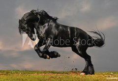 Samolepka flie 145 x 100, 22600957 - black friesian stallion gallop in sunset - ern frsk hebec cval v zpadu slunce