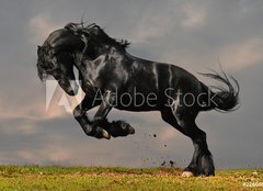 Fototapeta pltno 160 x 116, 22600957 - black friesian stallion gallop in sunset - ern frsk hebec cval v zpadu slunce