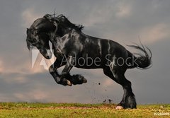 Fototapeta papr 184 x 128, 22600957 - black friesian stallion gallop in sunset - ern frsk hebec cval v zpadu slunce