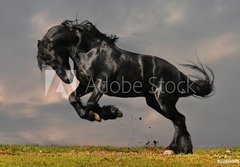 Fototapeta184 x 128  black friesian stallion gallop in sunset, 184 x 128 cm