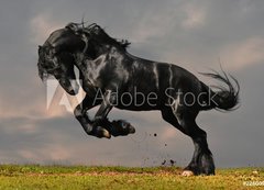 Samolepka flie 200 x 144, 22600957 - black friesian stallion gallop in sunset - ern frsk hebec cval v zpadu slunce
