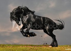 Fototapeta vliesov 200 x 144, 22600957 - black friesian stallion gallop in sunset - ern frsk hebec cval v zpadu slunce