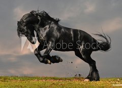 Fototapeta pltno 240 x 174, 22600957 - black friesian stallion gallop in sunset