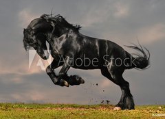 Fototapeta papr 254 x 184, 22600957 - black friesian stallion gallop in sunset