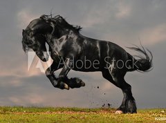 Samolepka flie 270 x 200, 22600957 - black friesian stallion gallop in sunset - ern frsk hebec cval v zpadu slunce