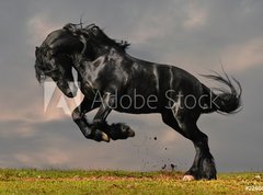 Samolepka flie 270 x 200, 22600957 - black friesian stallion gallop in sunset