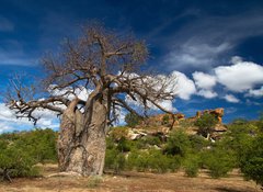 Fototapeta vliesov 100 x 73, 22653403 - Baobab tree landscape - Baobab stromov krajina