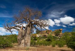 Samolepka flie 145 x 100, 22653403 - Baobab tree landscape