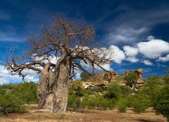 Samolepka flie 200 x 144, 22653403 - Baobab tree landscape - Baobab stromov krajina