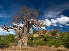 Fototapeta pltno 330 x 244, 22653403 - Baobab tree landscape