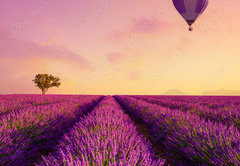 Samolepka flie 145 x 100, 226739623 - Lavender field rows at sunrise and hot air baloon France Provence - Levandulov pole ady pi vchodu slunce a horkovzdun baln Francie Provence