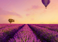 Fototapeta papr 160 x 116, 226739623 - Lavender field rows at sunrise and hot air baloon France Provence - Levandulov pole ady pi vchodu slunce a horkovzdun baln Francie Provence