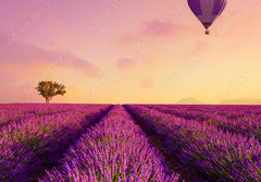 Fototapeta papr 184 x 128, 226739623 - Lavender field rows at sunrise and hot air baloon France Provence