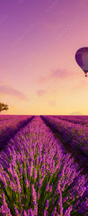 Samolepka na dvee flie 90 x 220, 226739623 - Lavender field rows at sunrise and hot air baloon France Provence - Levandulov pole ady pi vchodu slunce a horkovzdun baln Francie Provence