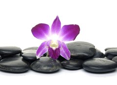Fototapeta vliesov 100 x 73, 22713595 - Purple orchid and black stones - Fialov orchidej a ern kameny
