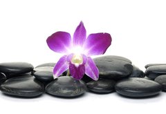 Fototapeta145 x 100  Purple orchid and black stones, 145 x 100 cm