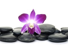 Fototapeta254 x 184  Purple orchid and black stones, 254 x 184 cm