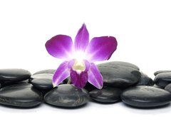 Fototapeta330 x 244  Purple orchid and black stones, 330 x 244 cm