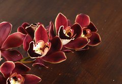 Samolepka flie 145 x 100  Lay down tiger s violet orchids on board, 145 x 100 cm