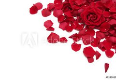 Fototapeta145 x 100  red roses, 145 x 100 cm