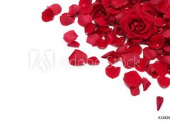 Samolepka flie 200 x 144, 2282012 - red roses - erven re