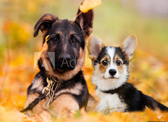 Samolepka flie 100 x 73, 230586450 - puppy german shepherd and welsh corgi in autumn leaves
