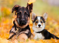 Fototapeta papr 160 x 116, 230586450 - puppy german shepherd and welsh corgi in autumn leaves