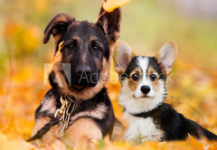 Fototapeta pltno 174 x 120, 230586450 - puppy german shepherd and welsh corgi in autumn leaves