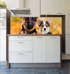 Fototapeta do kuchyn flie 180 x 60, 230586450 - puppy german shepherd and welsh corgi in autumn leaves