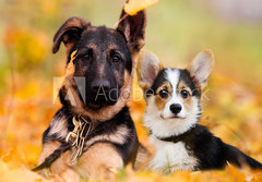 Fototapeta papr 184 x 128, 230586450 - puppy german shepherd and welsh corgi in autumn leaves