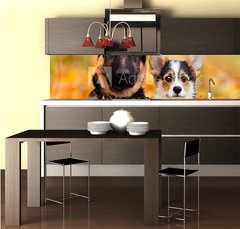 Fototapeta do kuchyn flie 260 x 60, 230586450 - puppy german shepherd and welsh corgi in autumn leaves