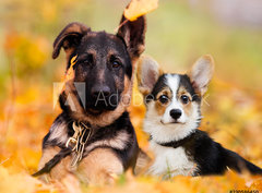 Fototapeta papr 360 x 266, 230586450 - puppy german shepherd and welsh corgi in autumn leaves